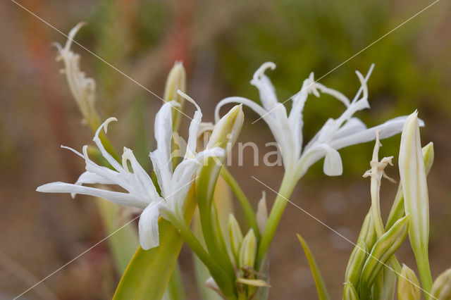 Strandnarcis (Pancratium maritimum)