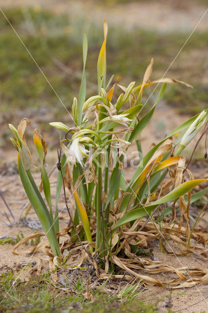 Strandnarcis (Pancratium maritimum)