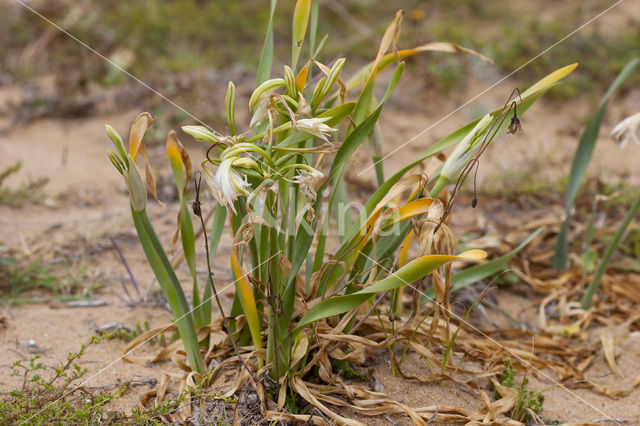 Strandnarcis (Pancratium maritimum)