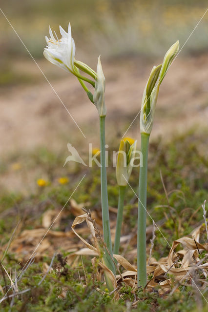 Strandnarcis (Pancratium maritimum)