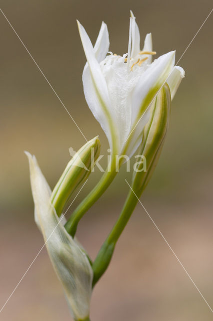 Strandnarcis (Pancratium maritimum)