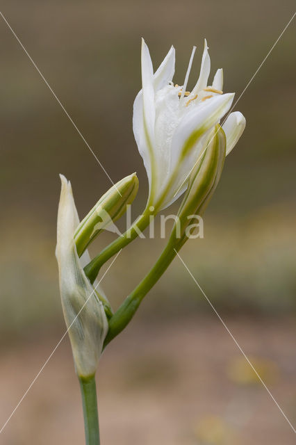 Strandnarcis (Pancratium maritimum)