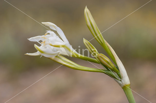 Strandnarcis (Pancratium maritimum)