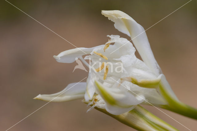 Strandnarcis (Pancratium maritimum)