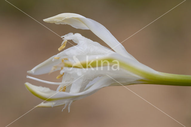 Strandnarcis (Pancratium maritimum)