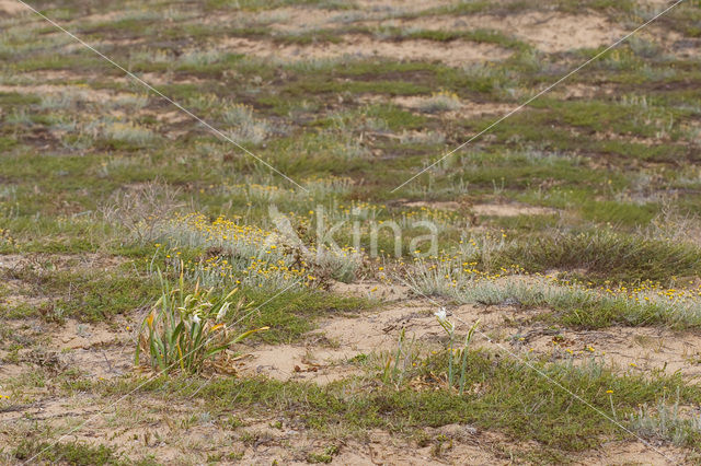 Strandnarcis (Pancratium maritimum)