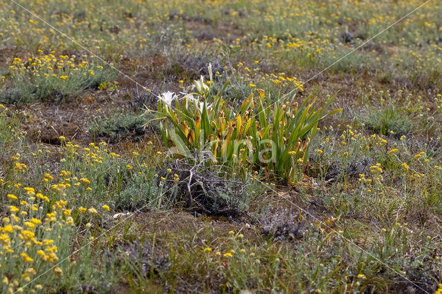 Strandnarcis (Pancratium maritimum)