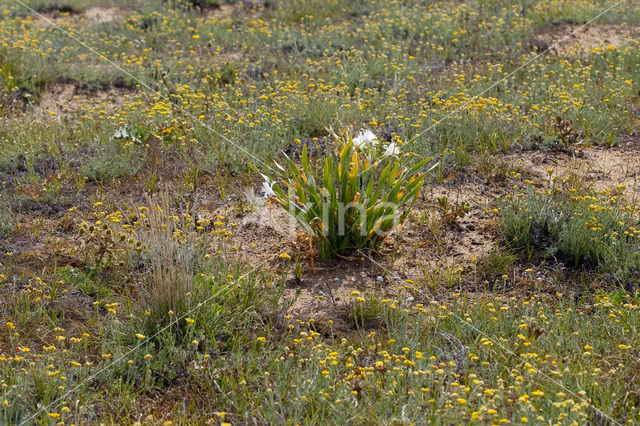 Strandnarcis (Pancratium maritimum)