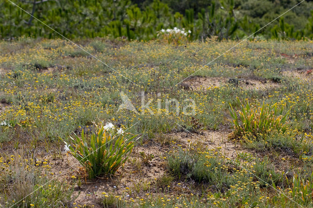 Strandnarcis (Pancratium maritimum)