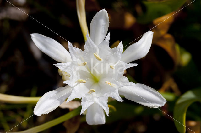 Strandnarcis (Pancratium maritimum)