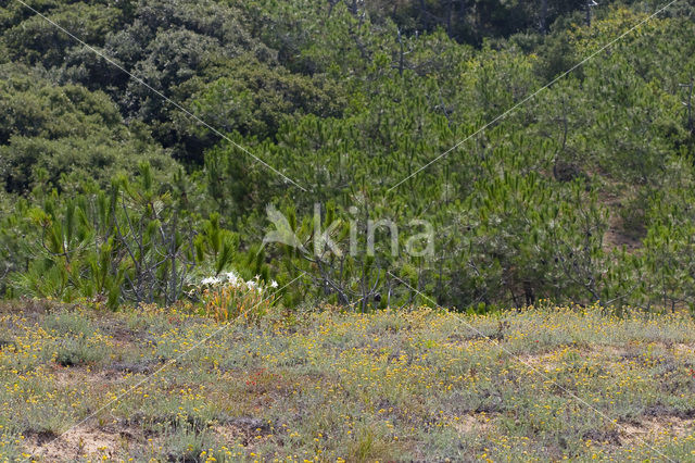 Strandnarcis (Pancratium maritimum)