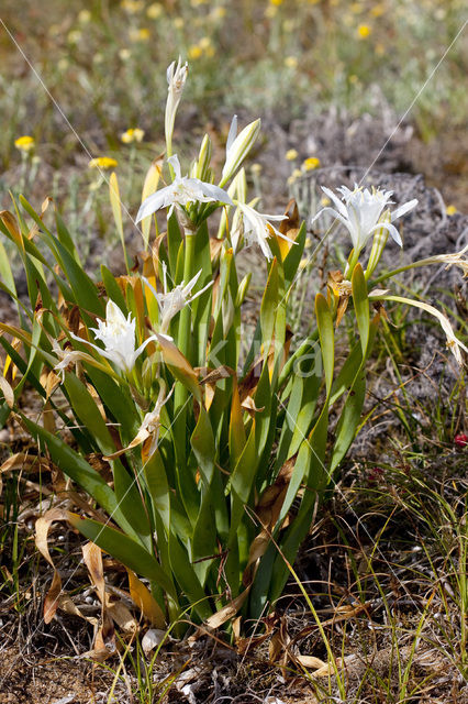 Strandnarcis (Pancratium maritimum)