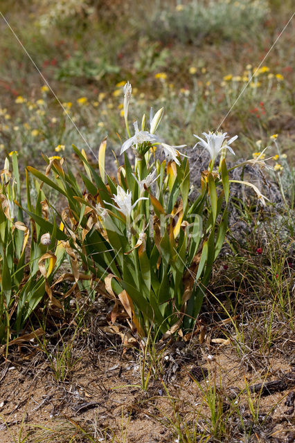 Strandnarcis (Pancratium maritimum)