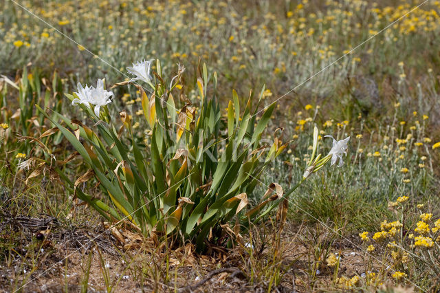 Strandnarcis (Pancratium maritimum)