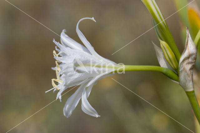 Strandnarcis (Pancratium maritimum)