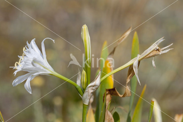 Strandnarcis (Pancratium maritimum)