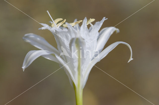 Strandnarcis (Pancratium maritimum)