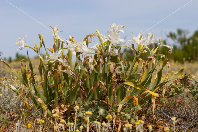 Strandnarcis (Pancratium maritimum)