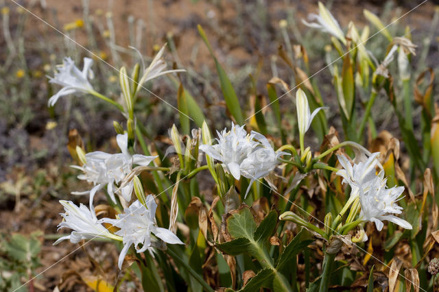 Strandnarcis (Pancratium maritimum)