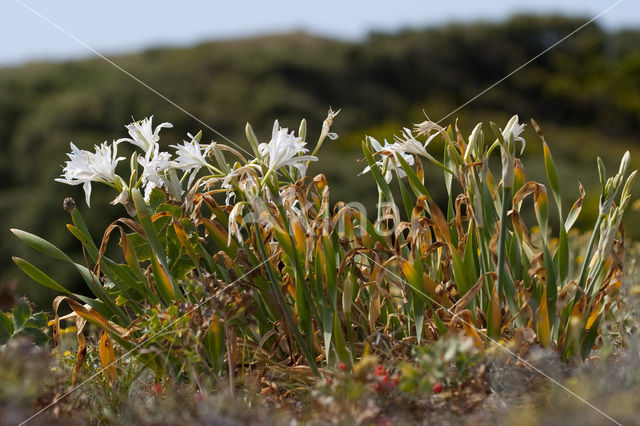 Strandnarcis (Pancratium maritimum)