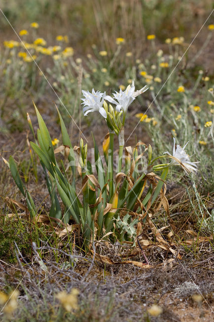 Strandnarcis (Pancratium maritimum)