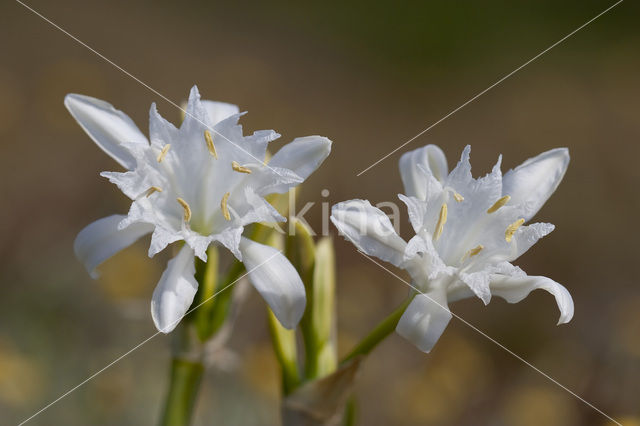 Strandnarcis (Pancratium maritimum)