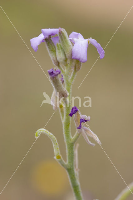 Strandviolier (Matthiola sinuata)