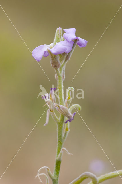 Strandviolier (Matthiola sinuata)