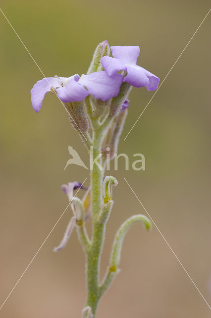 Strandviolier (Matthiola sinuata)