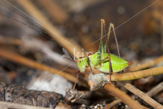 Struiksprinkhaan (Leptophyes punctatissima)