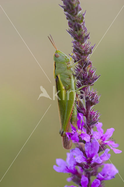 Tricolor Locust (Paracinema tricolor)