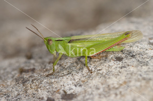 Tricolor Locust (Paracinema tricolor)