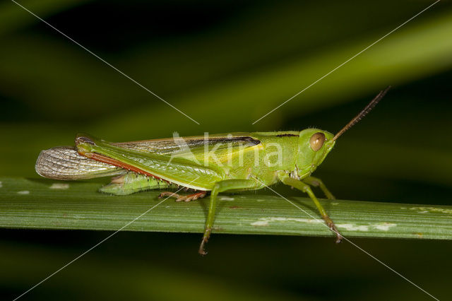 Tricolor Locust (Paracinema tricolor)