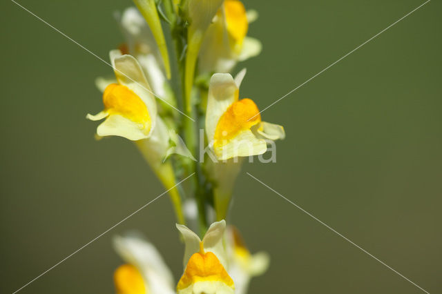 Vlasbekje (Linaria vulgaris)