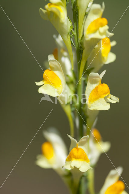 Vlasbekje (Linaria vulgaris)