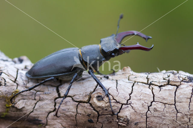 Vliegend hert (Lucanus cervus)