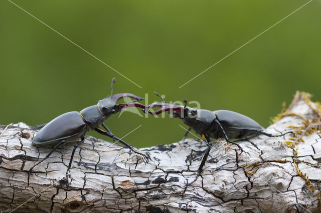 Vliegend hert (Lucanus cervus)