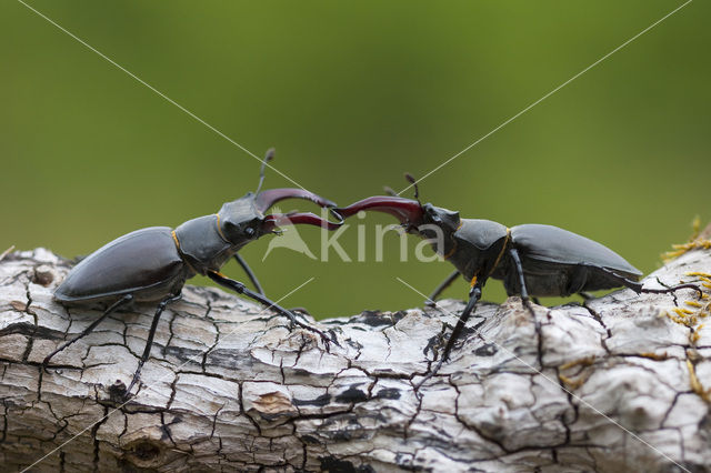 Vliegend hert (Lucanus cervus)