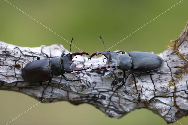 Vliegend hert (Lucanus cervus)