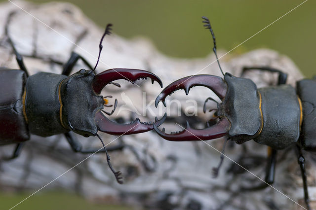 Vliegend hert (Lucanus cervus)