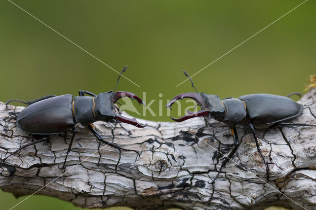 Vliegend hert (Lucanus cervus)