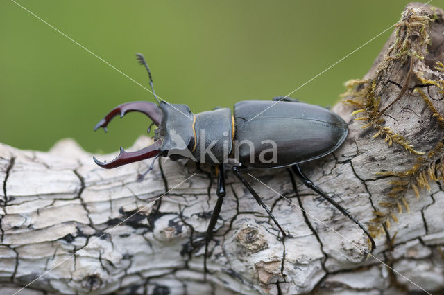 Vliegend hert (Lucanus cervus)