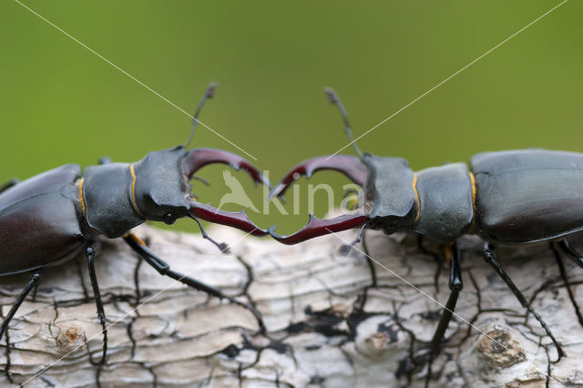 Vliegend hert (Lucanus cervus)