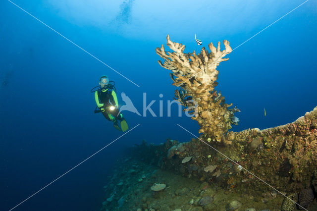 Vuurkoraal (Millepora dichotoma)