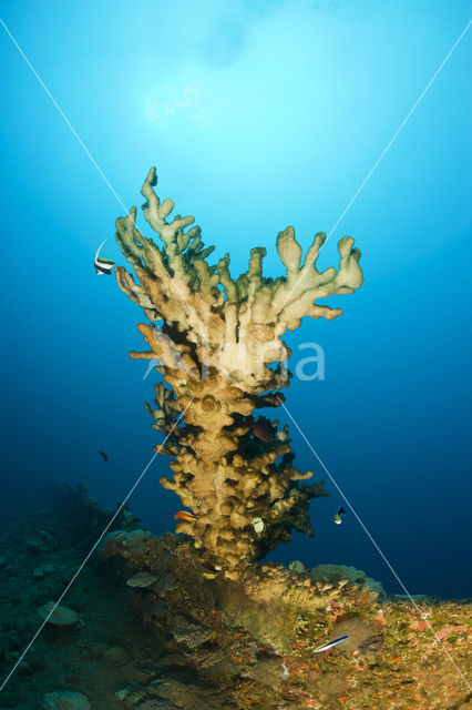 Vuurkoraal (Millepora dichotoma)