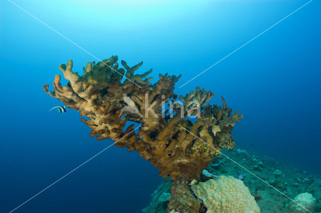 Vuurkoraal (Millepora dichotoma)