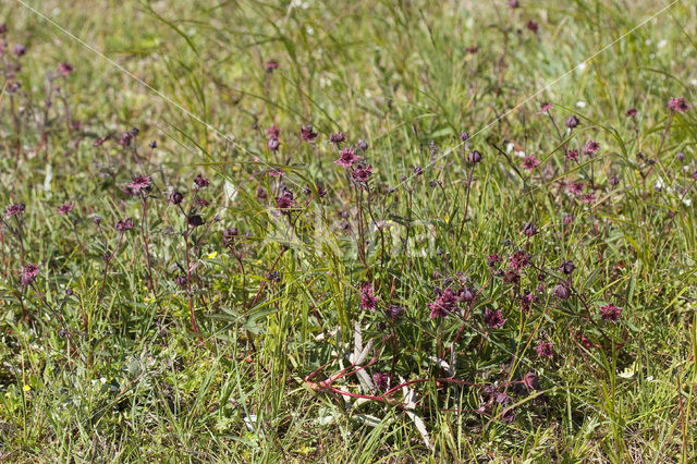 Wateraardbei (Potentilla palustris)