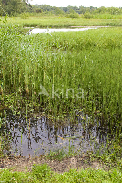 Waterlepeltje (Ludwigia palustris)