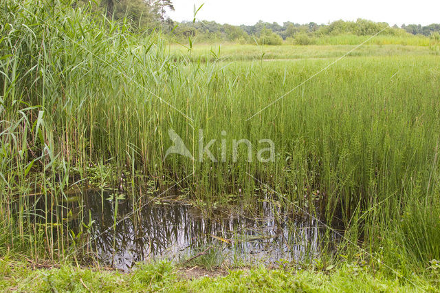 Waterlepeltje (Ludwigia palustris)