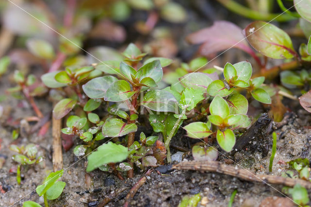 Waterlepeltje (Ludwigia palustris)